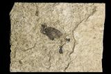 Fossil March Fly (Plecia) - Green River Formation #154420-1